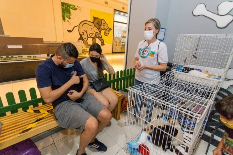 Santo André retoma feira de adoção de animais
