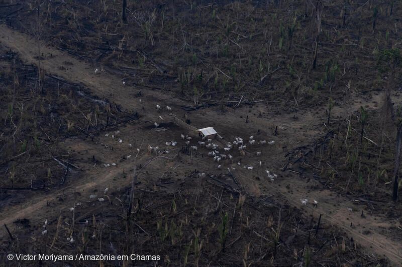 Greenpeace condena "sinal verde" por mais uma década de destruição da floresta