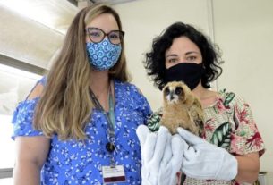 Santo André resgata dois filhotes de coruja na Vila Palmares