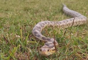 Equipe Ambiental de Ribeirão Pires captura cobra exótica